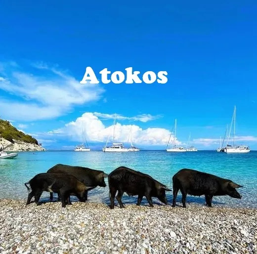 Pigs at Atokos island, Central Ionian Islands.