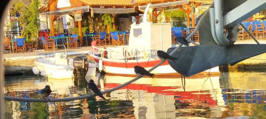 birds sitting on the line next to the anchor..