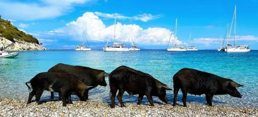 Black pigs at One House Bay, Atokos, central Ionian Islands, Greece.